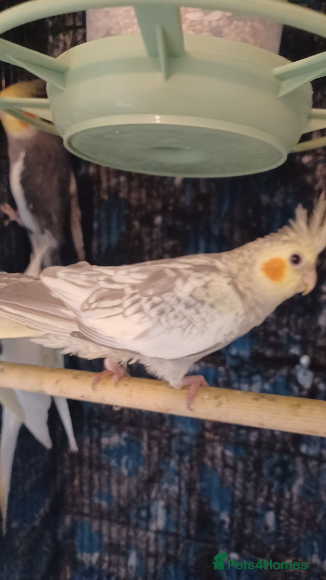 Cockatiels birds for sale: Breeding cockatiels with babies - Advert 2