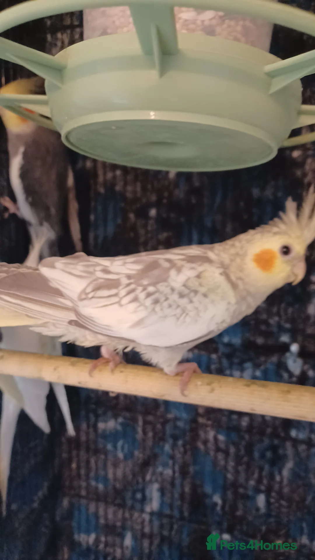 Cockatiels birds for sale: Breeding cockatiels with babies - Advert 3