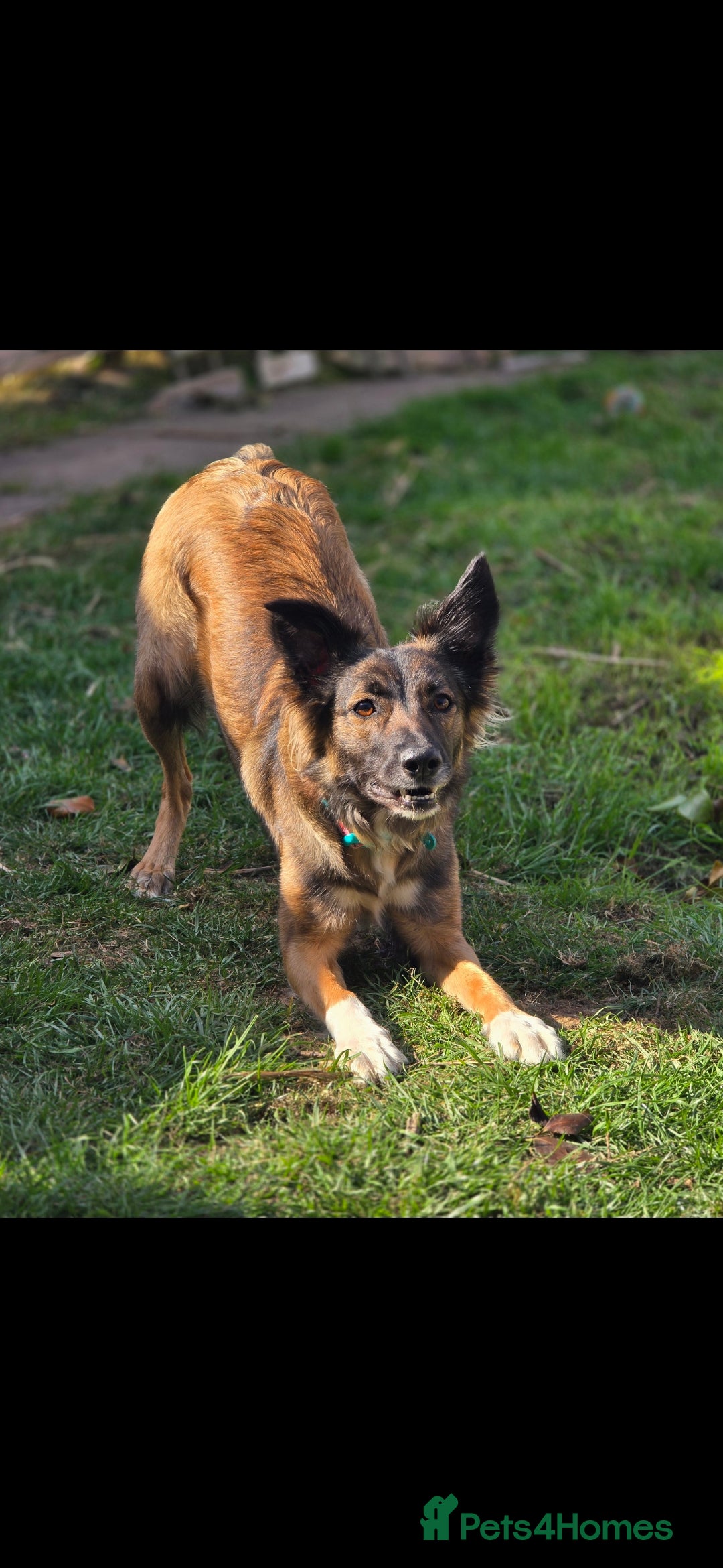 Mixed Breed dogs Looking to breed my female dog - Advert 3