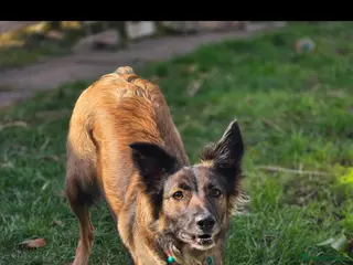 Mixed Breed dogs Looking to breed my female dog - Advert 3