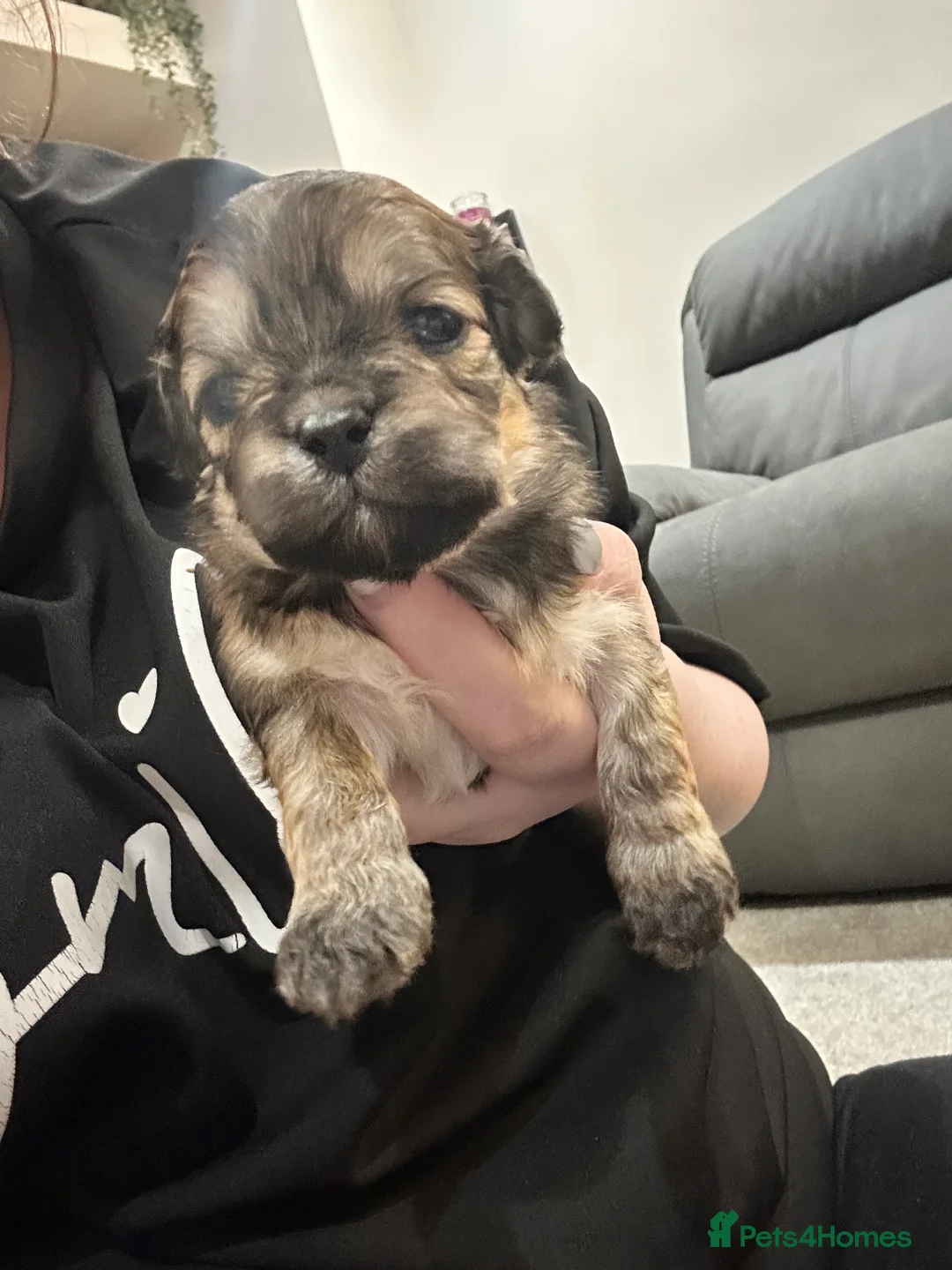 Lhasa Apso dogs for sale: Beautiful mini Lhasa apso’ - Advert 1