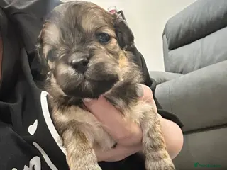 Lhasa Apso dogs Beautiful mini Lhasa apso’ - Advert 5