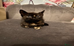 Mixed Breed cats for sale: 4 beautiful girls - Image 8