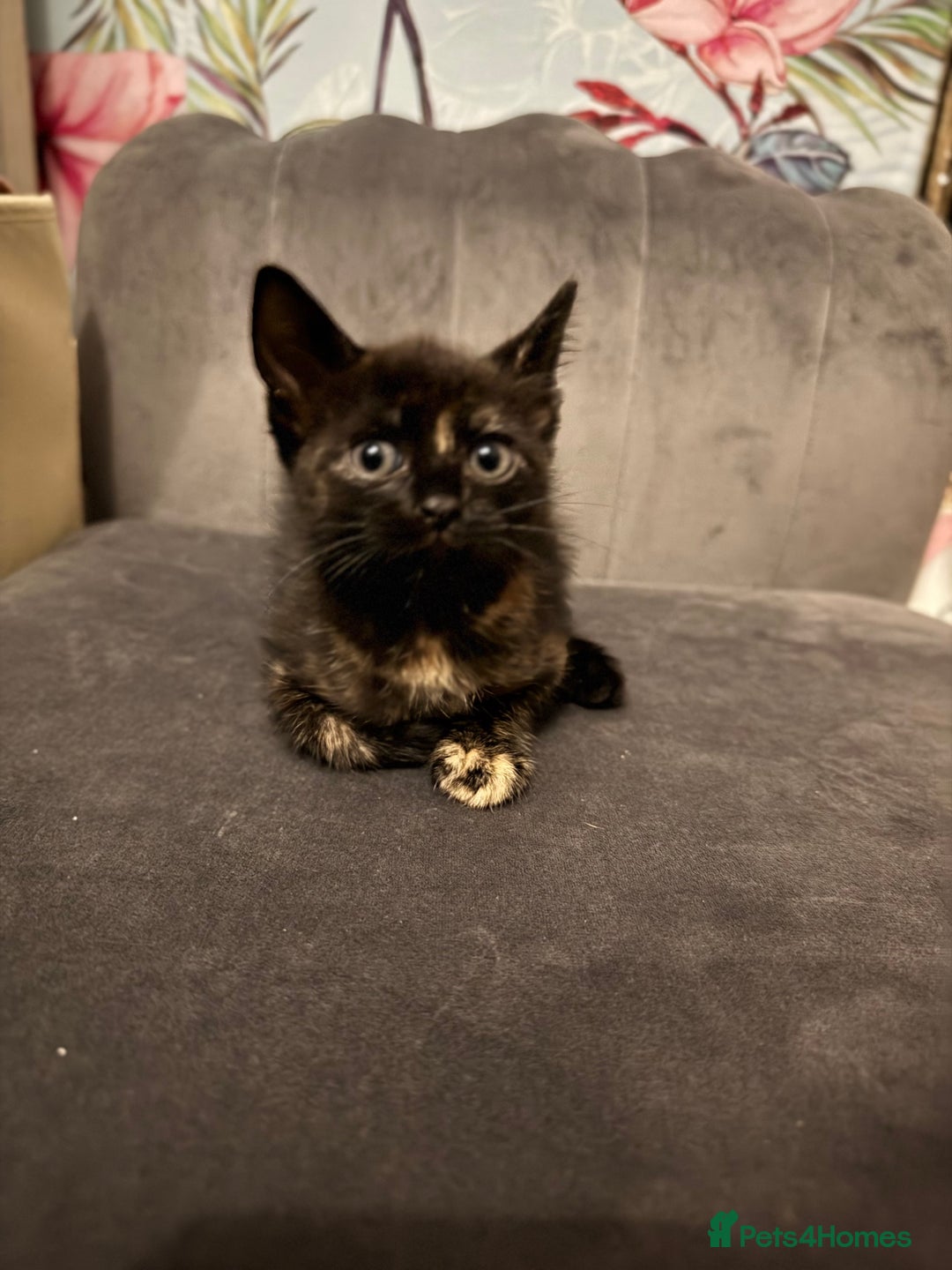 Mixed Breed cats for sale: 4 beautiful girls - Image 8