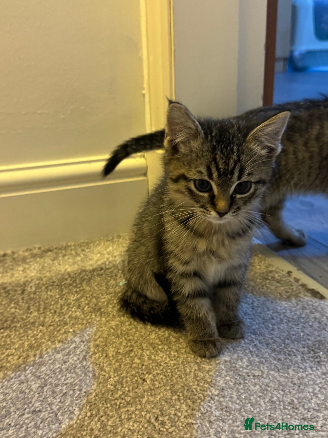 Ragdoll cats for sale: Taddy mixed with ragdoll for sale  - Advert 16