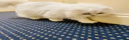 Scottish Fold cats for sale: Stunning Scottish Fold Cat - Advert 3