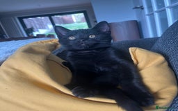 Mixed Breed cats for sale: Cute cuddly Kittens - Image 5