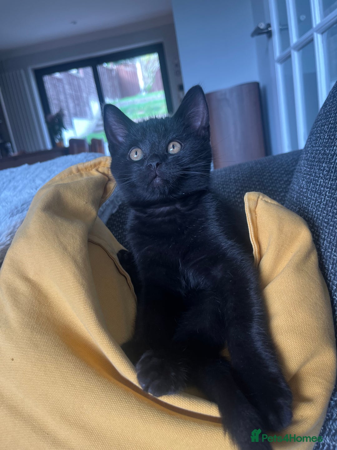 Mixed Breed cats for sale: Cute cuddly Kittens - Image 5