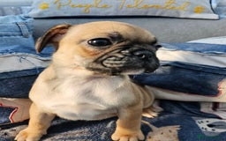 Frug dogs for sale: Frug puppies - Image 7