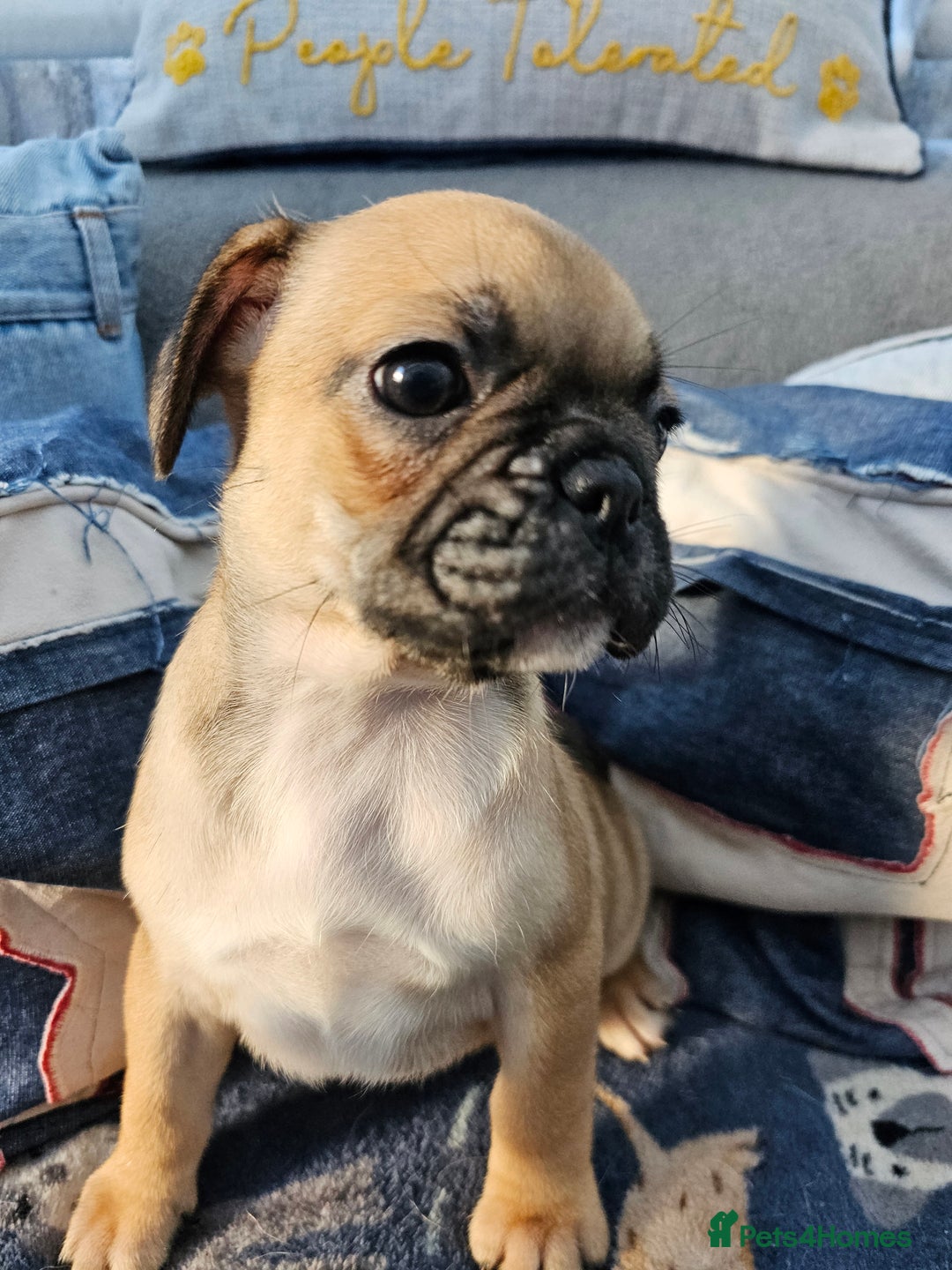 Frug dogs for sale: Frug puppies - Image 7