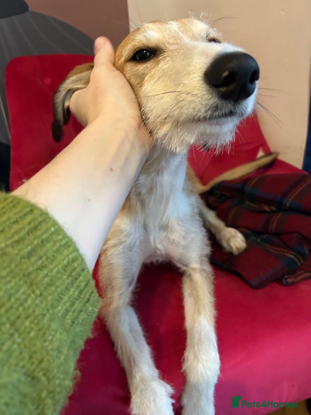 Mixed Breed dogs for sale: 7 months old puppy for sale  - Image 3