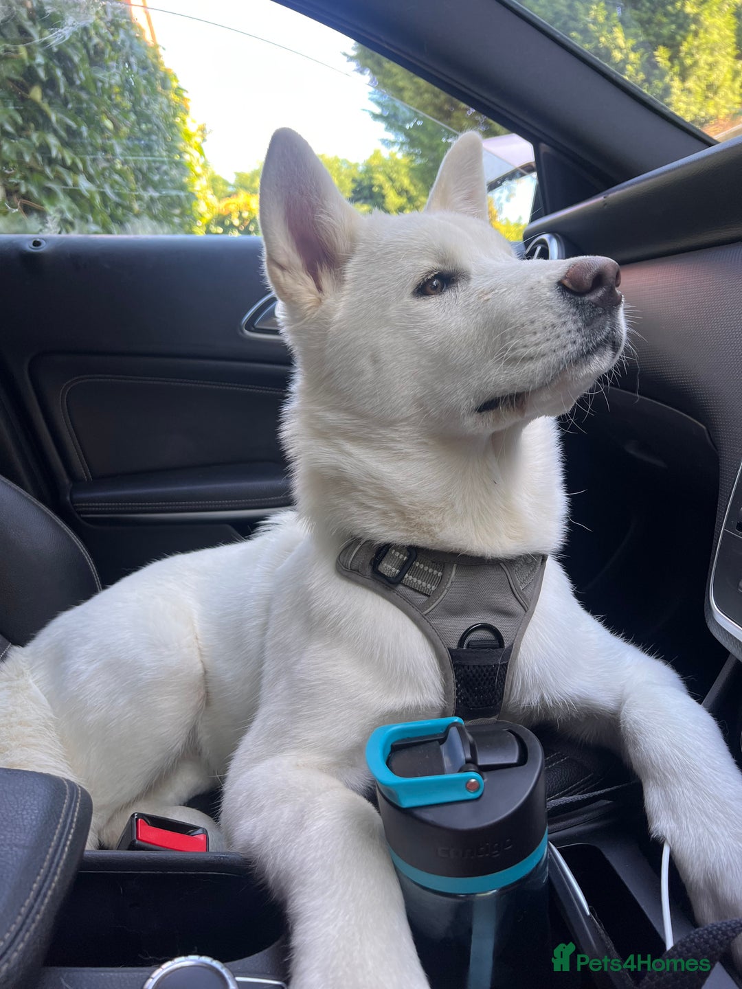 Akita dogs for sale:  2 Beautiful white American Akita female in Wolverhampton - Image 1