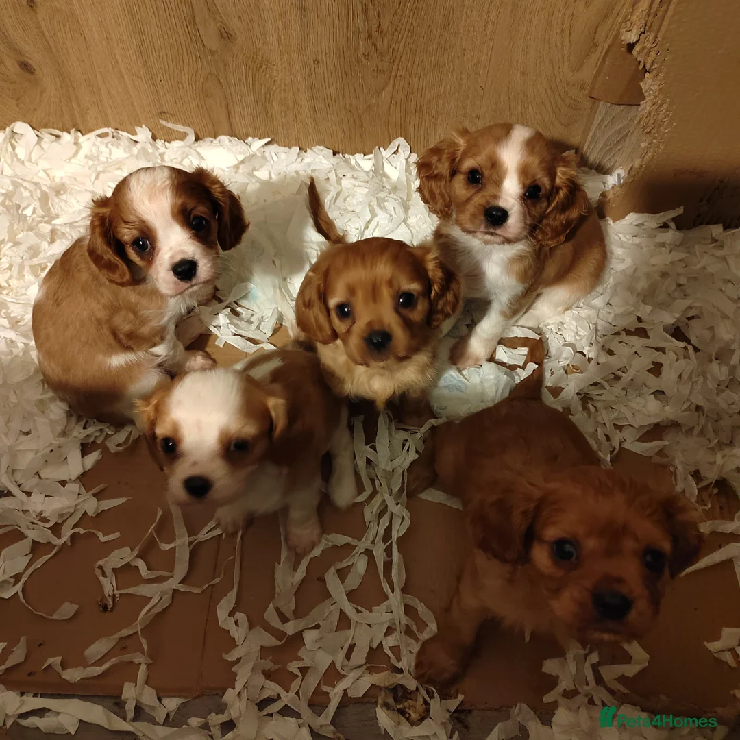 Cavalier King Charles Spaniel dogs for sale: Fully vaccinated and ready now 13 Feb  - Advert 6