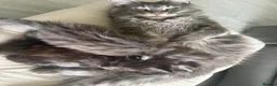 Maine Coon cats for sale: Maine Coon kittens ✨ Looking for forever homes - Advert 10