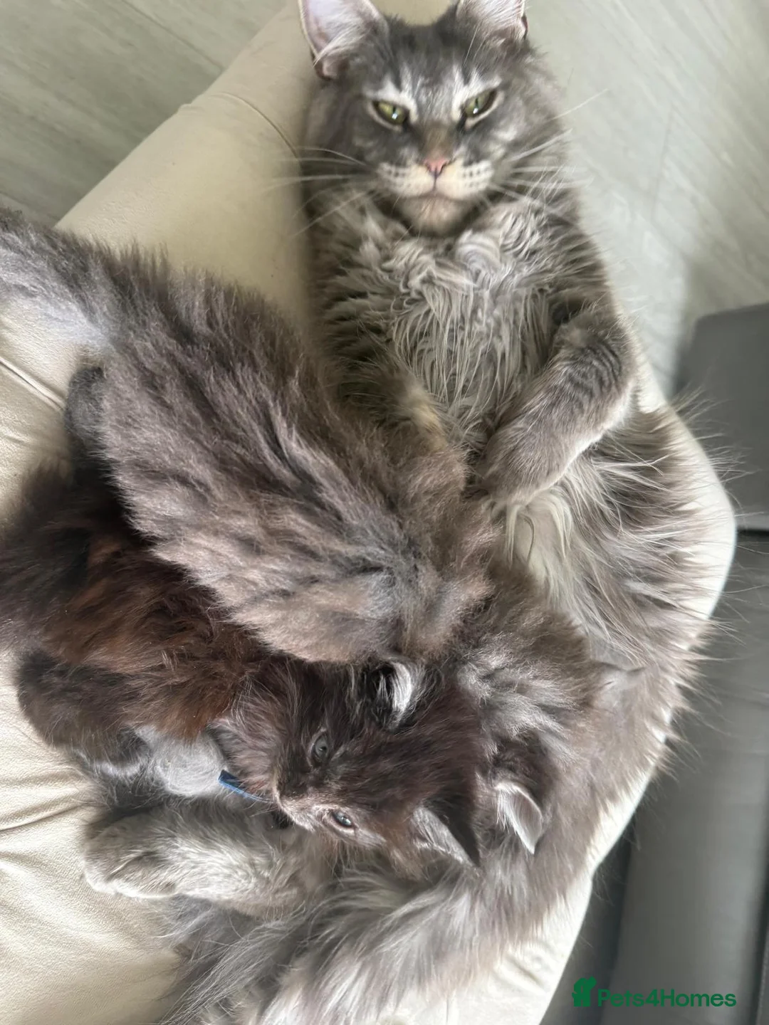 Maine Coon cats for sale: Maine Coon kittens ✨ Looking for forever homes - Advert 10