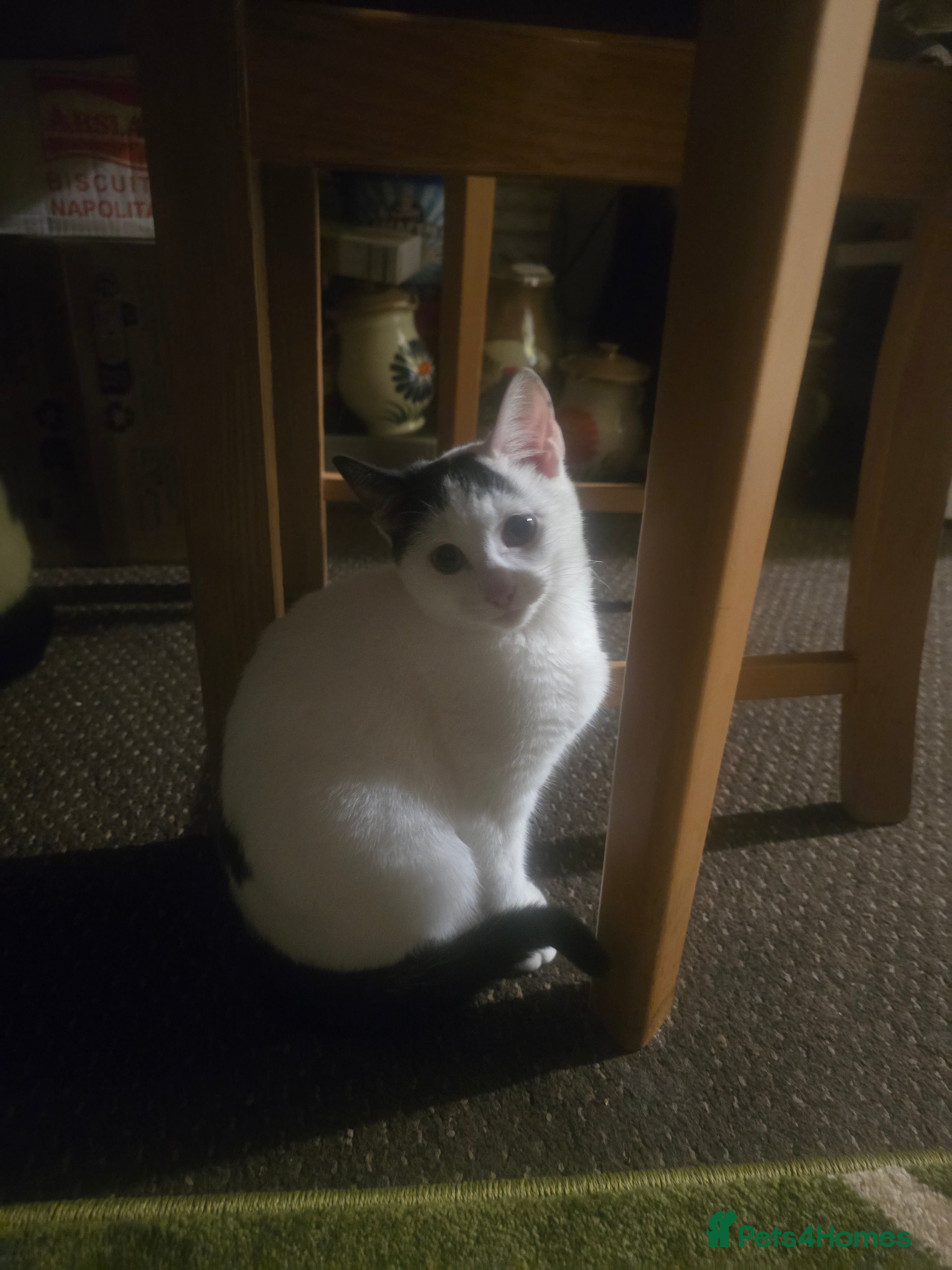 Bombay cats If you are interested I can lower the price. - Advert 18