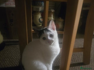 Bombay cats If you are interested I can lower the price. - Advert 4