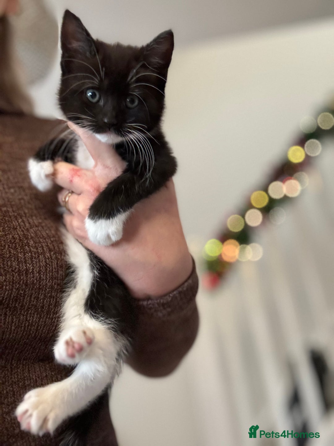 Mixed Breed cats for sale: Ready today  * EVE Beautiful black and white girl  - Advert 1