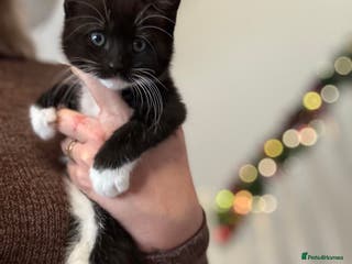 Mixed Breed cats Ready today * EVE Beautiful black and white girl - Advert 16