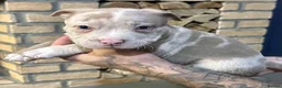 American Bully dogs for sale: Abkc pocket bully's in Barnsley - Advert 19