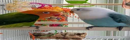 Lovebirds birds for sale: 2 Fischer's Lovebirds for sale - Advert 1