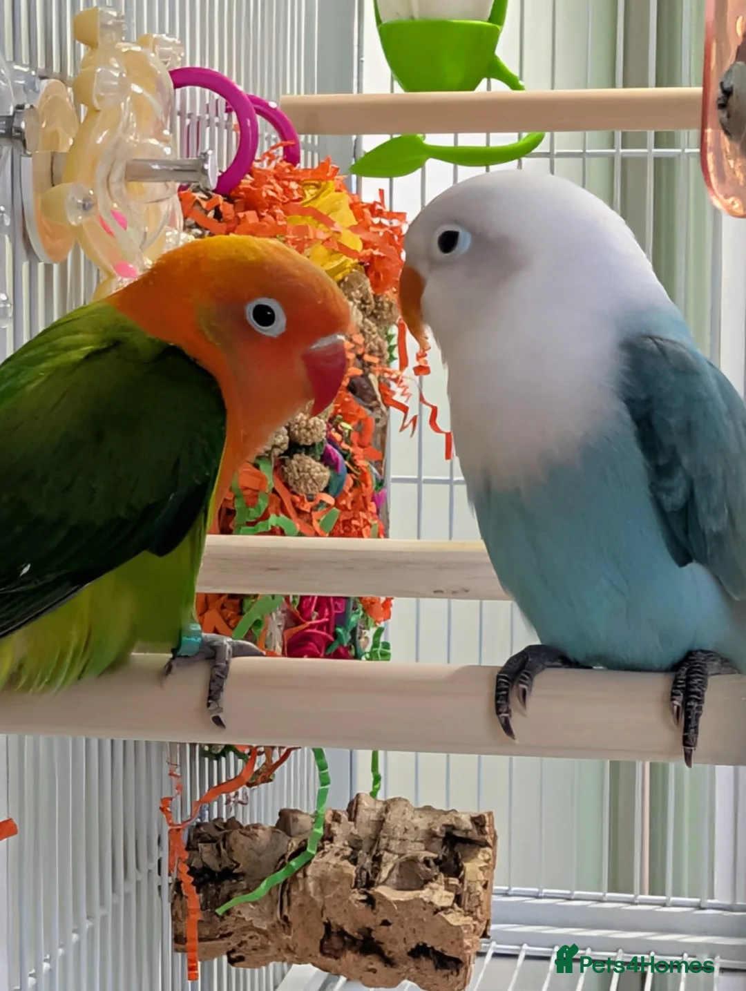 Lovebirds birds for sale: 2 Fischer's Lovebirds for sale - Advert 1