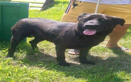 Mixed Breed dogs for adoption: 🐾💖 Teddy – A Black Pearl with a Golden Soul 💖🐾 - Image 1