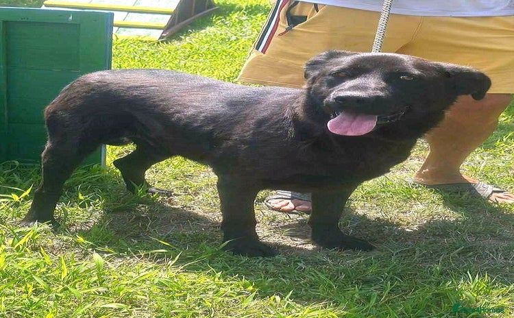 Mixed Breed dogs - Advert 1