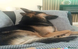 Mixed Breed dogs for sale: Newzealand shepherd  - Image 5