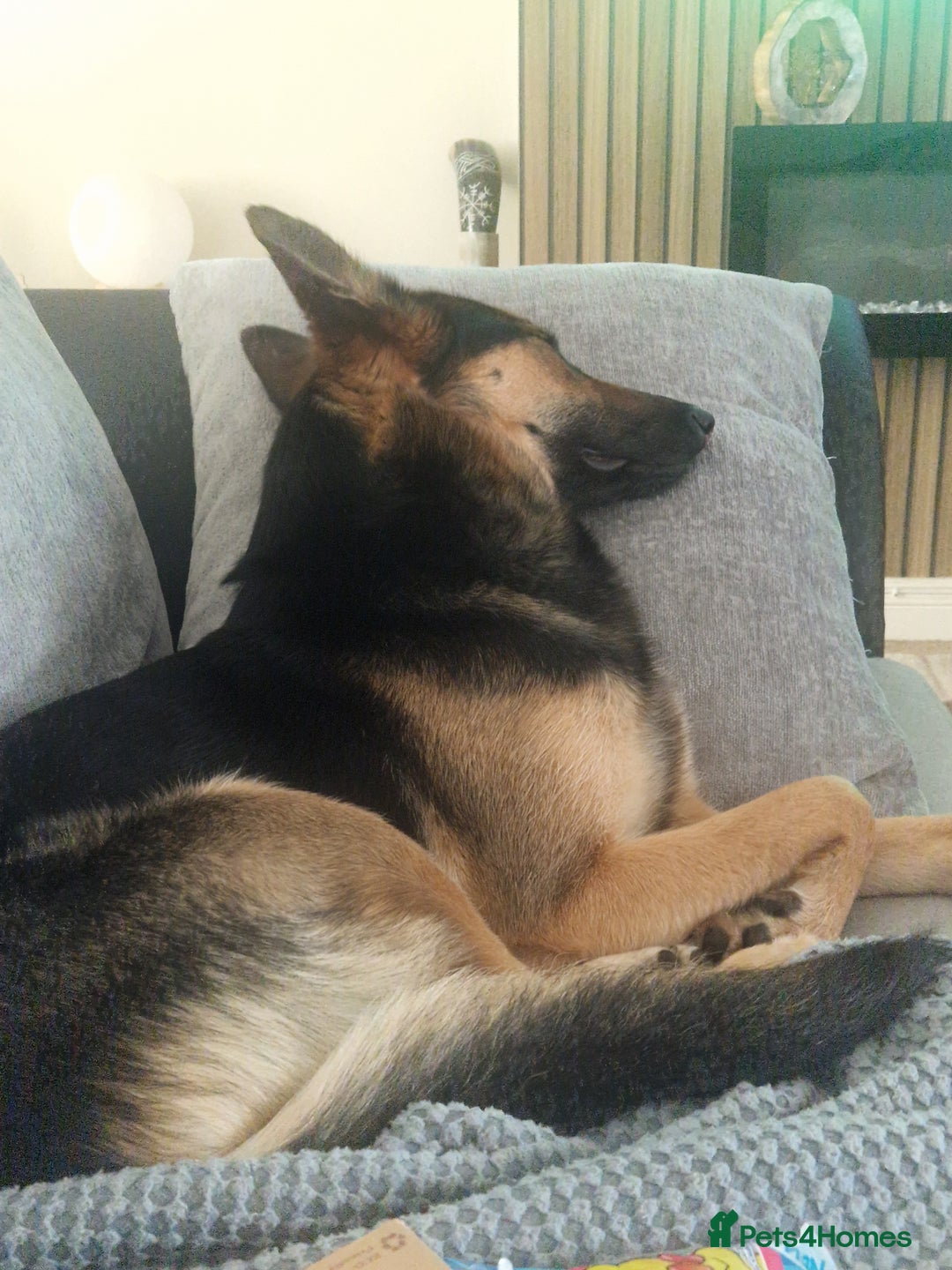 Mixed Breed dogs for sale: Newzealand shepherd  - Image 5