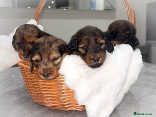 Miniature Dachshund dogs Quality Russian shaded red minis - Advert 15