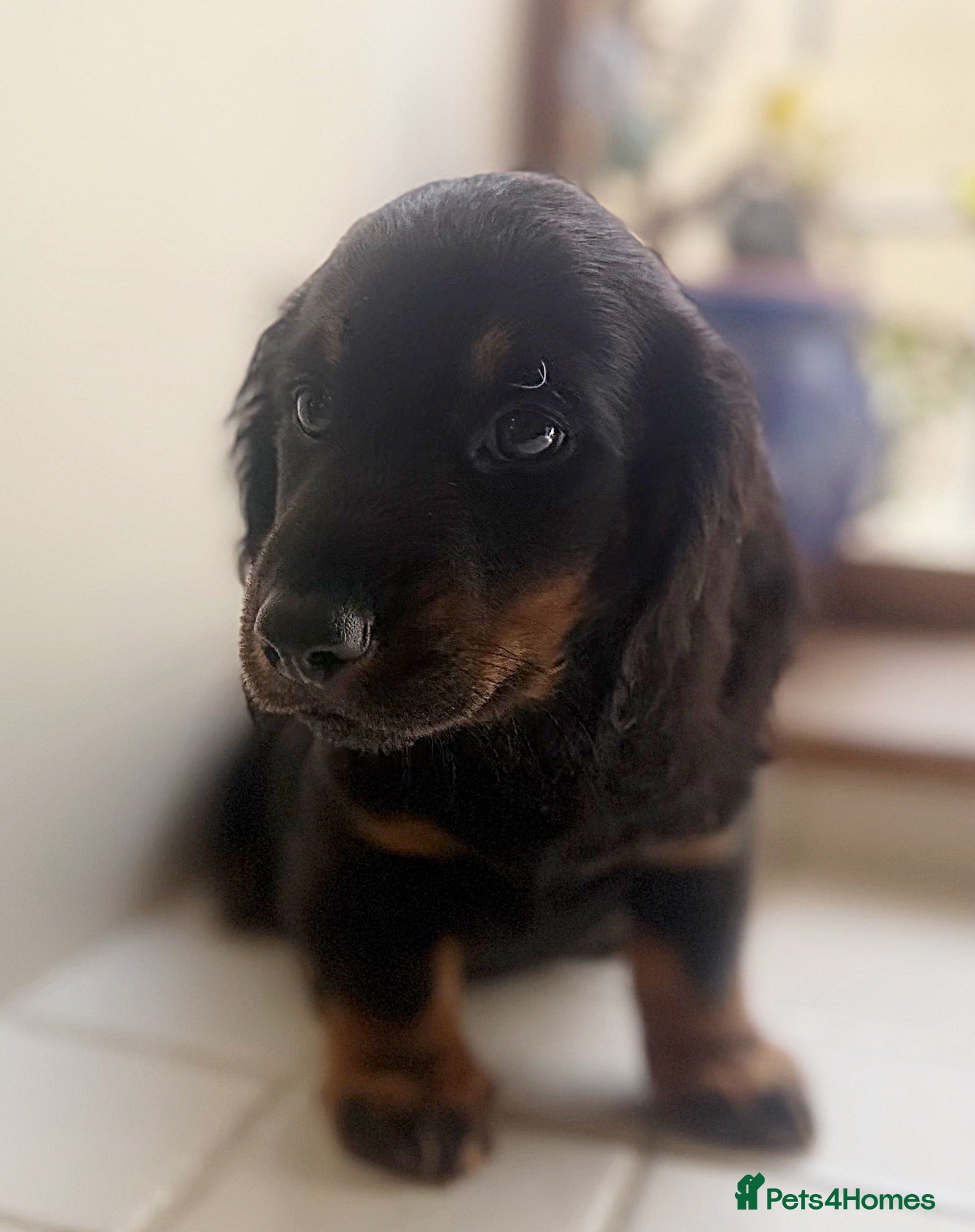 Miniature Dachshund dogs REDUCED Stunning Miniature Dachshunds  - Advert 1