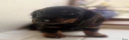 Miniature Dachshund dogs for sale: Stunning Miniature Dachshunds  - Advert 9