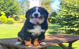 Bernese Mountain Dog dogs for sale: Beautiful Girl looking for her forever home  - Image 6