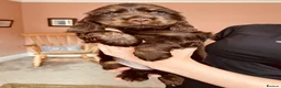 Cocker Spaniel dogs for sale: Top Quality Show cocker pups - Advert 10