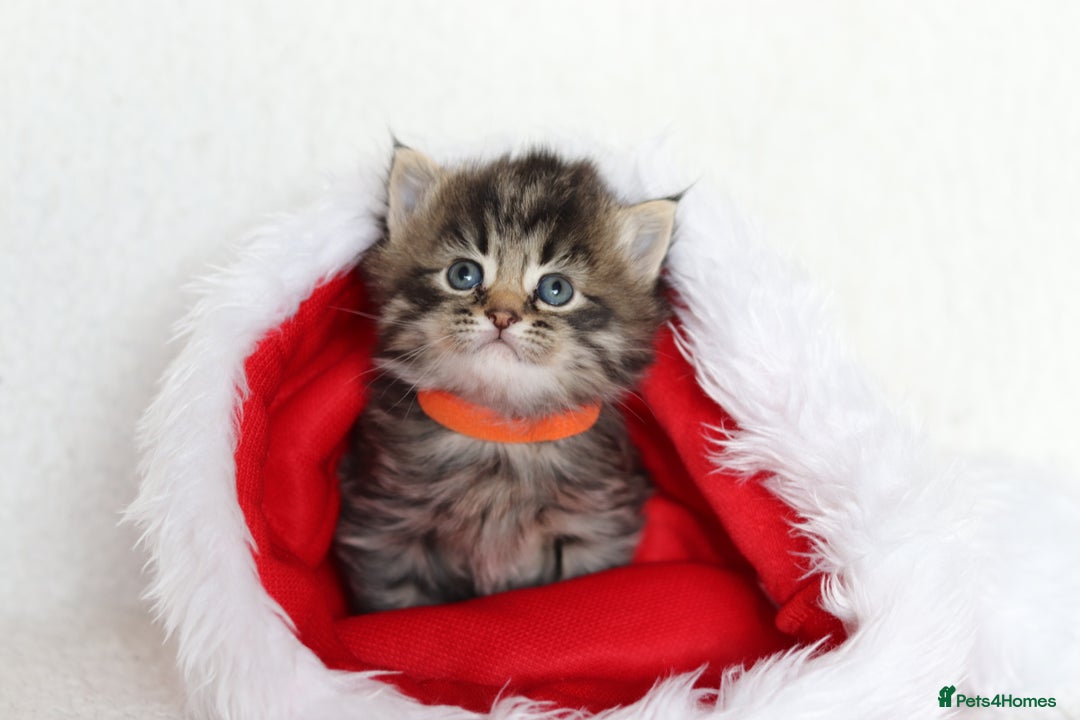 Mixed Breed cats for sale: Beautiful Kittens - Advert 20