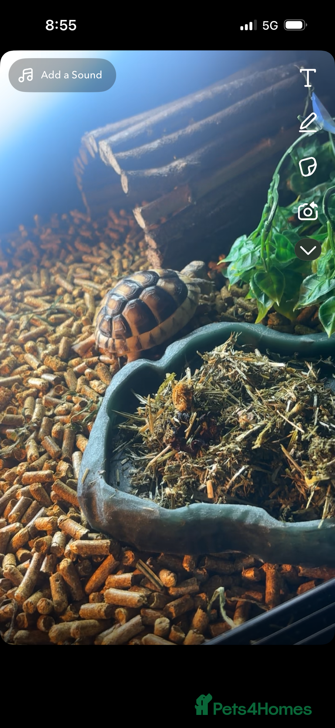 Hermann Tortoise reptiles for sale: selling my tortoise  - Advert 1