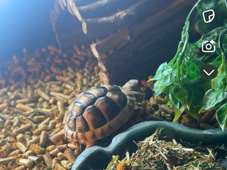 Hermann Tortoise reptiles selling my tortoise - Advert 1