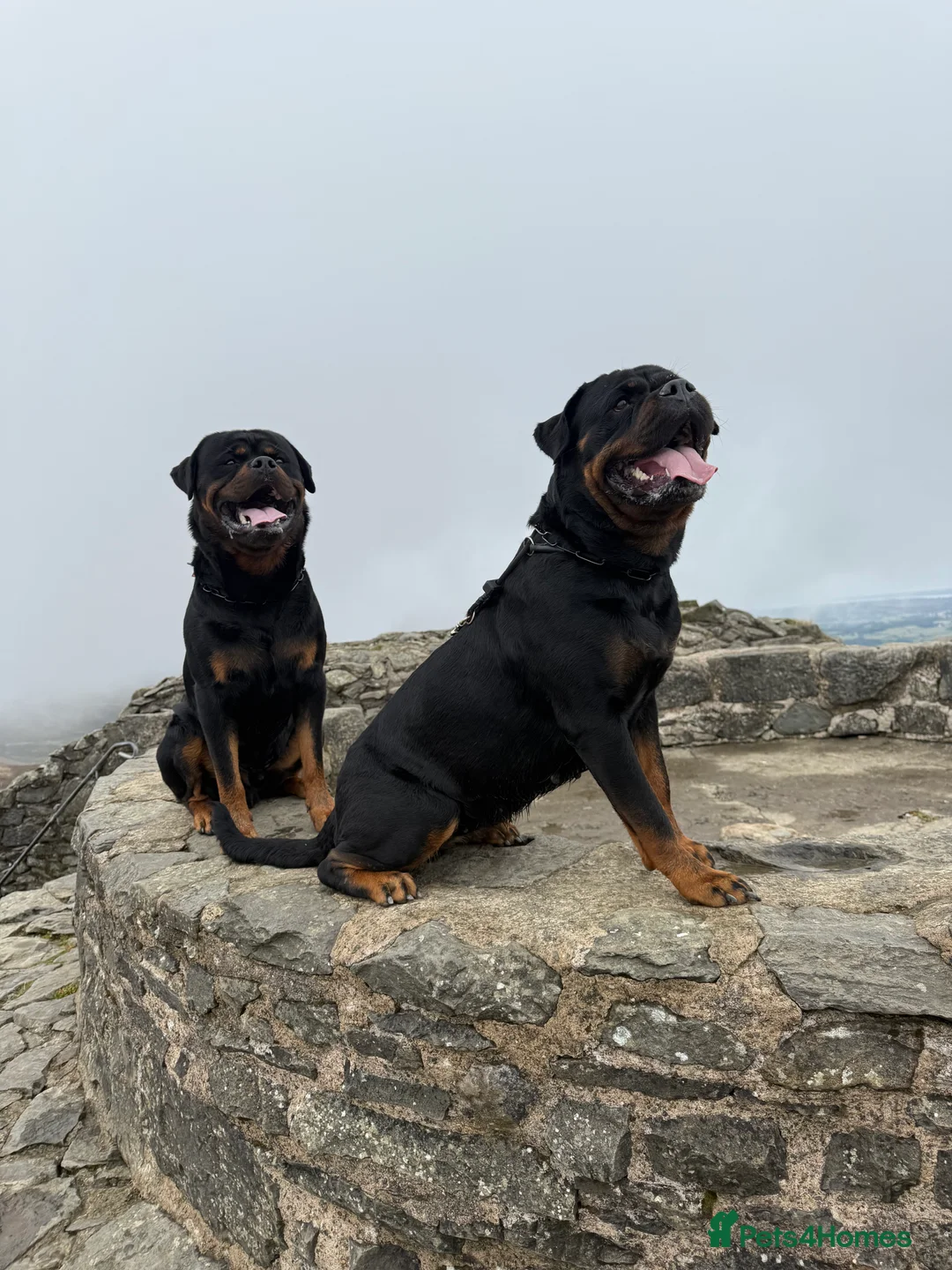 Rottweiler dogs for sale: Expecting Rottweiler pups - ready end of May  - Advert 25