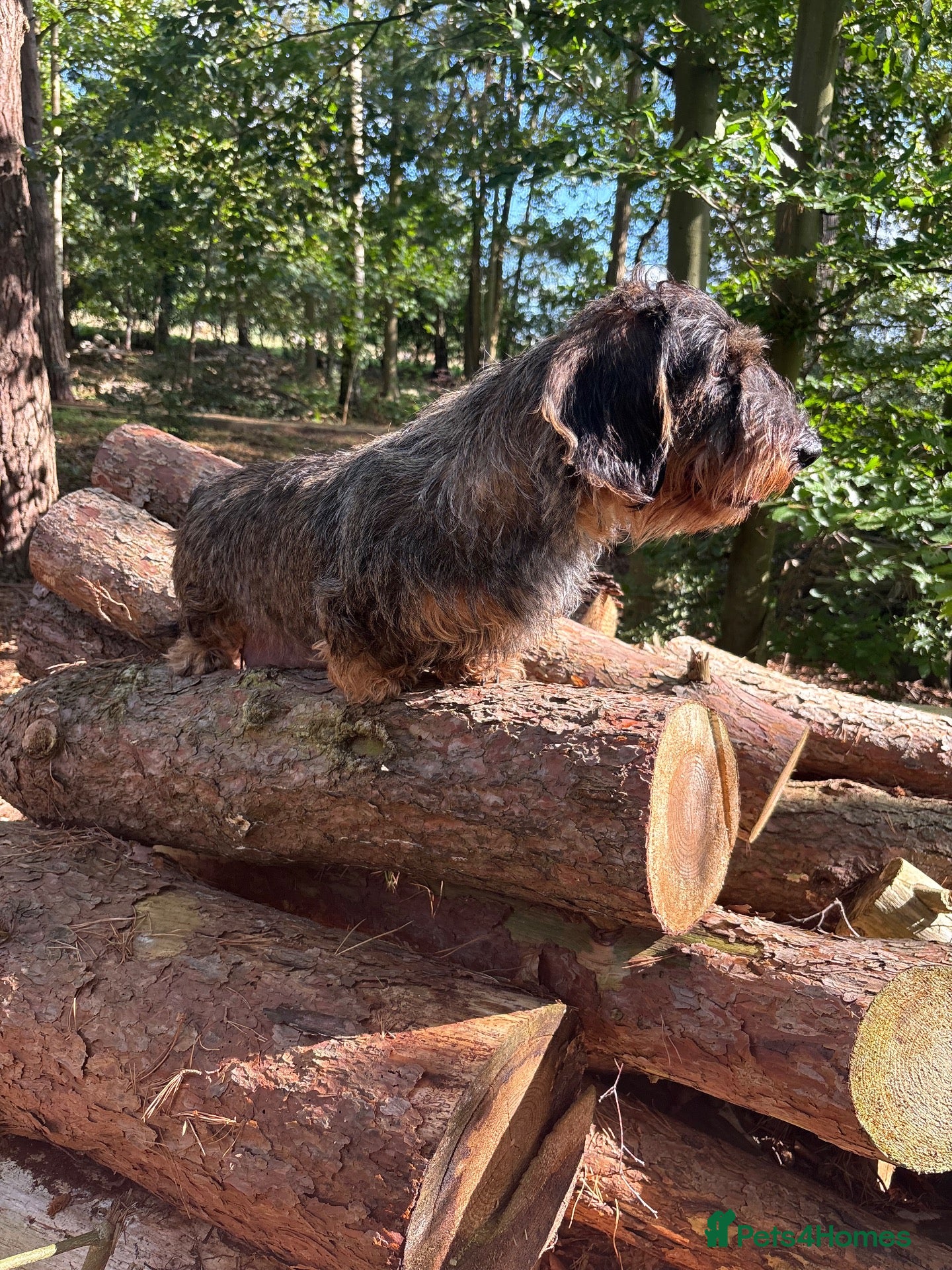 Dachshund dogs ✨Health tested quality KC standard dachshunds✨  - Advert 2