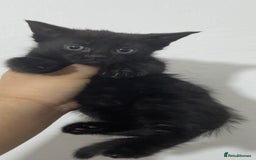 Domestic Shorthair cats for sale: Kittens - Image 5