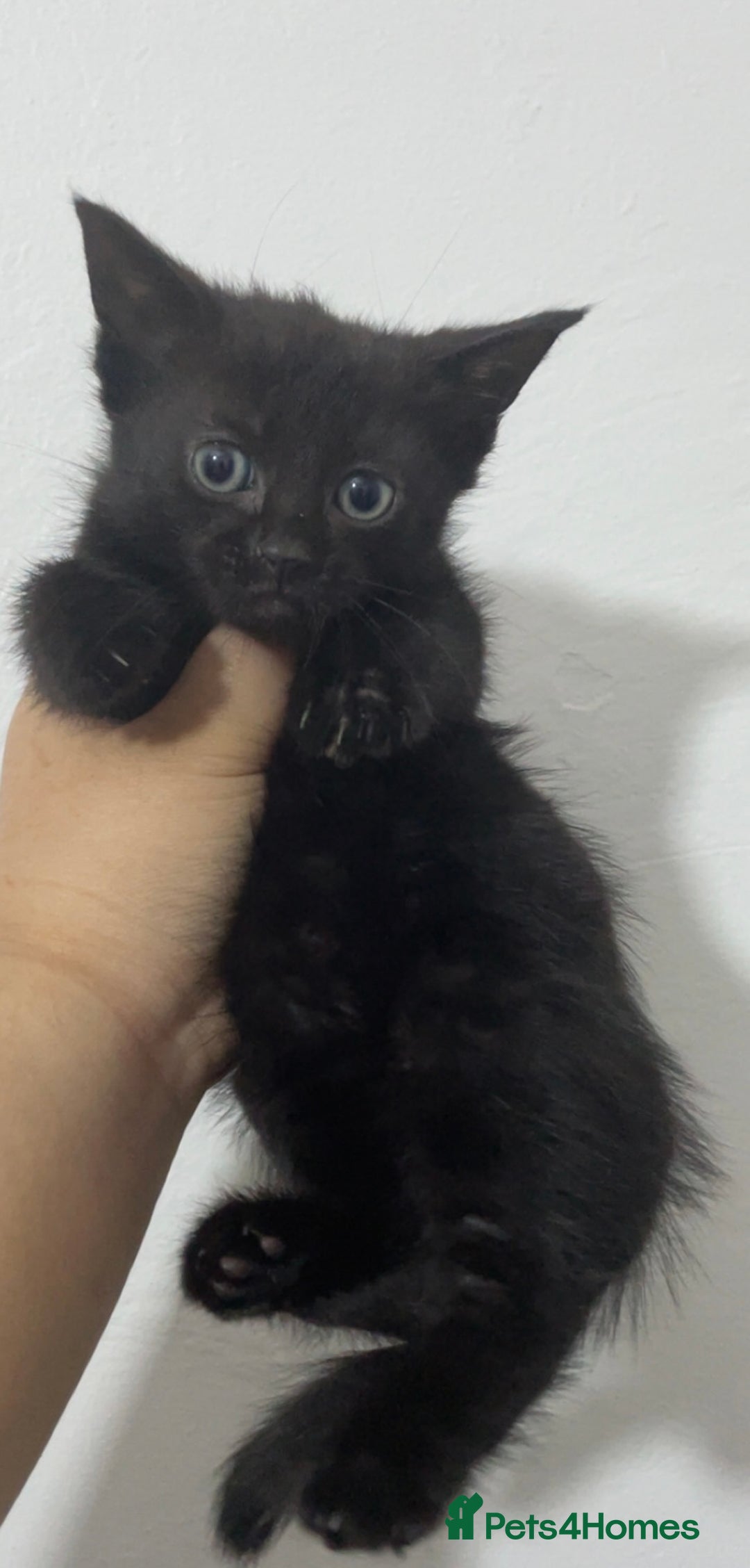 Domestic Shorthair cats for sale: Kittens - Image 5