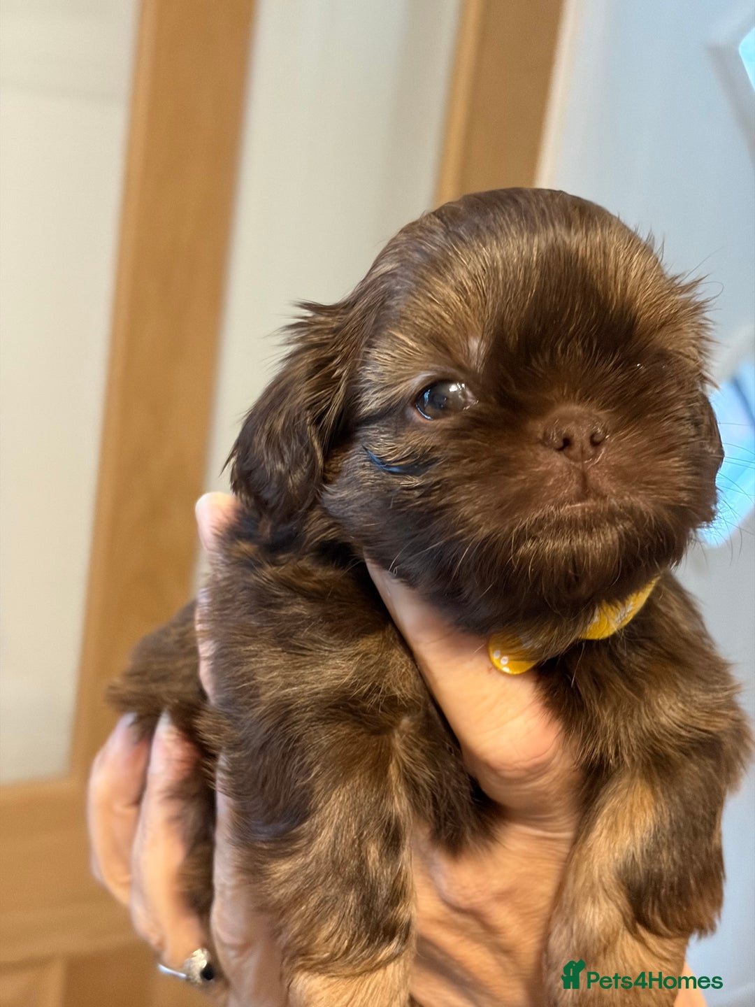 Shih Tzu dogs for sale: Imperial Shih Tzu  - Advert 18