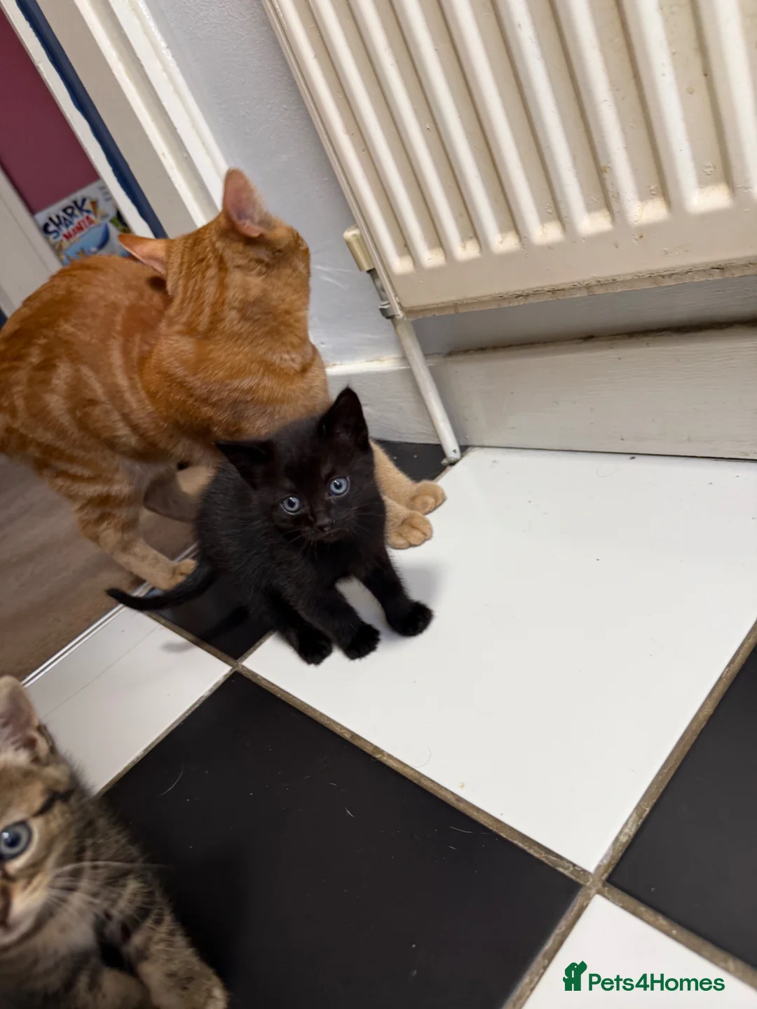 Mixed Breed cats for sale: Black male kitten  - Advert 7