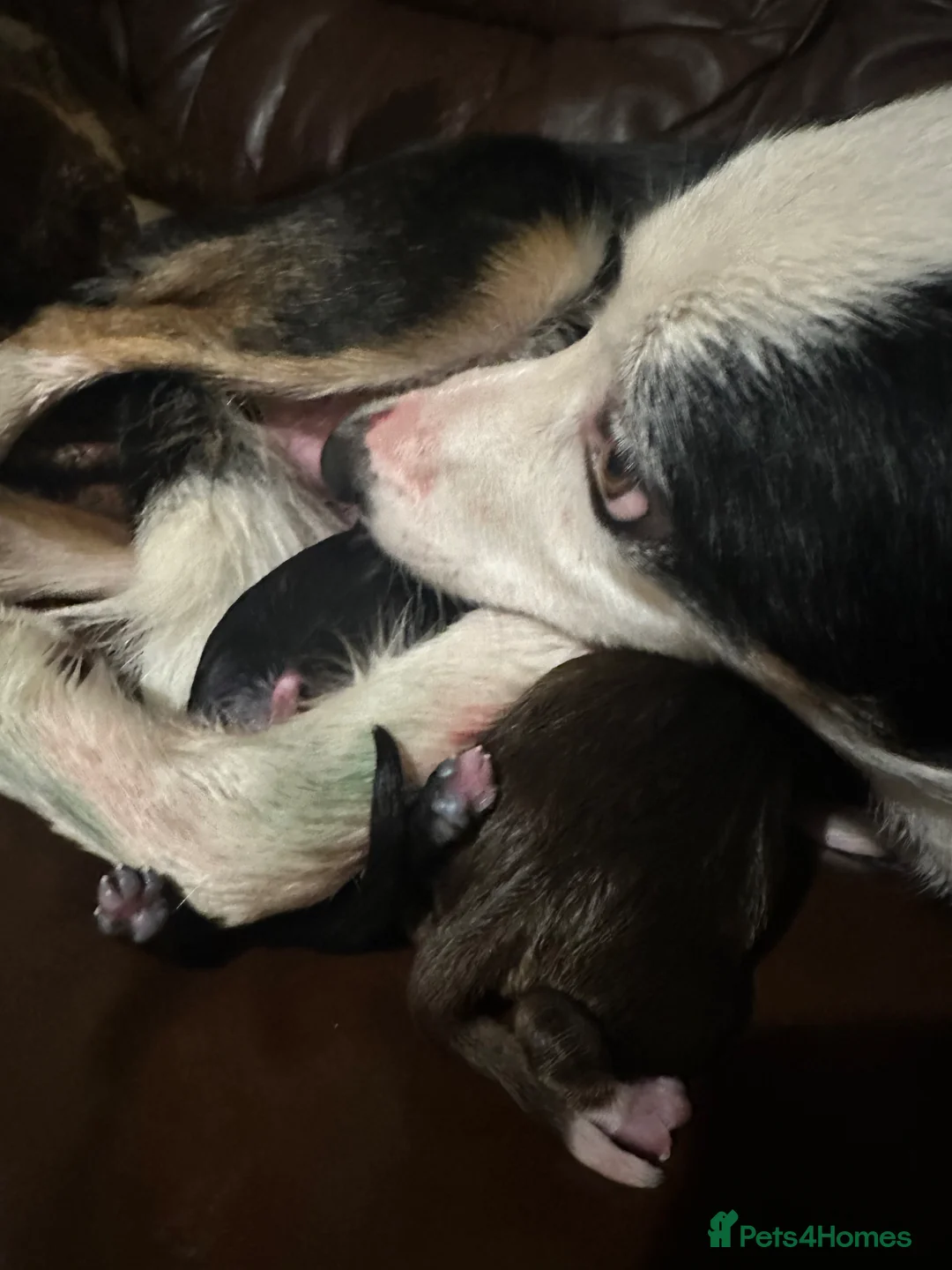 Mixed Breed dogs for sale: Two boys left  in Tiverton - Advert 5