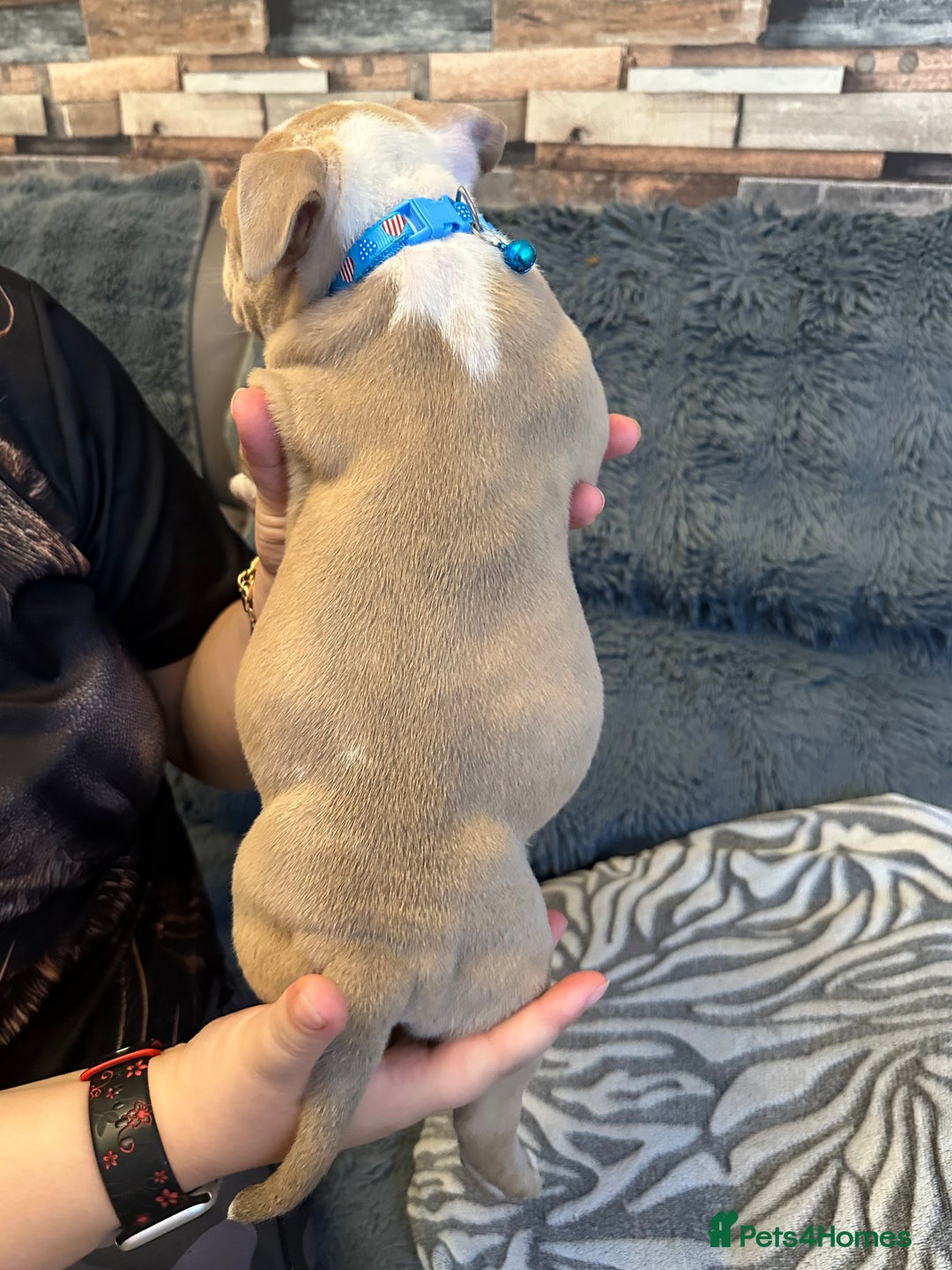American Bully dogs for sale: 🐾 ABKC Registered Micro/Pocket Bully Puppies! 🐾 - Image 14