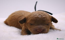 Cavapoo dogs for sale: Extensively health tested F1b curly Cavapoos  - Image 9