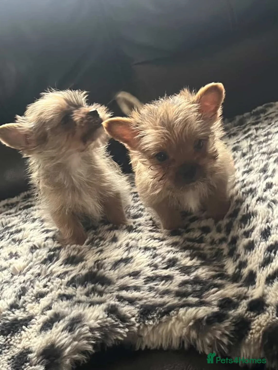 Yorkshire Terrier dogs for sale:  **  Yorkshire terriers in Derby - Advert 2