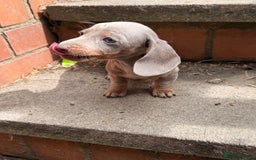 Miniature Dachshund dogs for sale: Beautiful Isabella dachshund puppies - Image 24