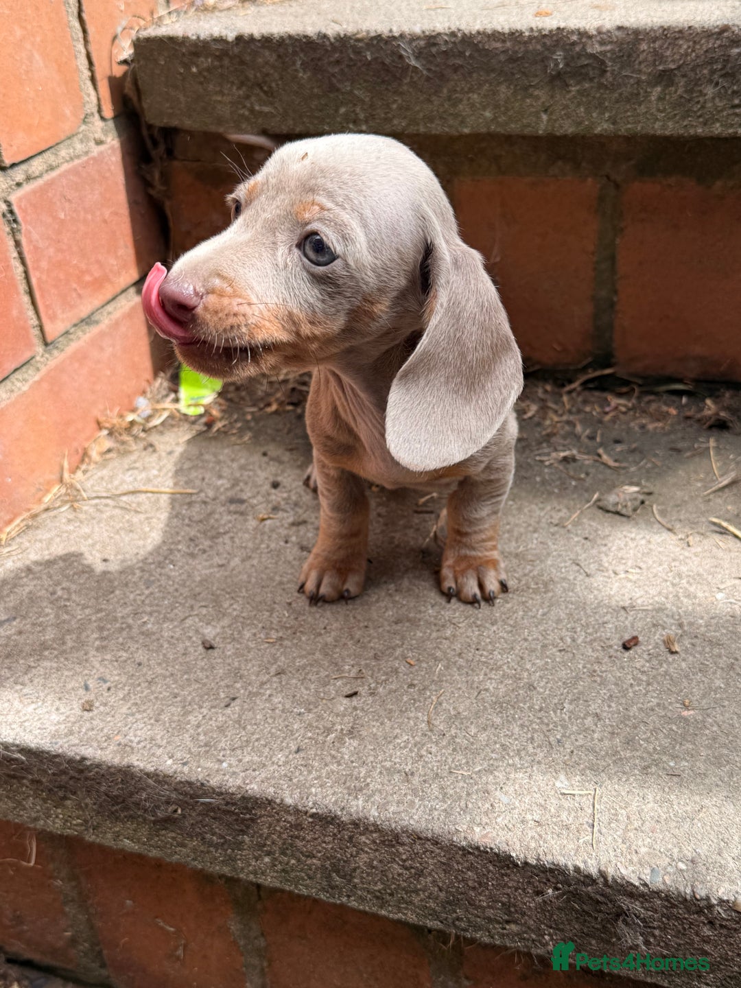 Miniature Dachshund dogs for sale: Beautiful Isabella dachshund puppies - Image 24